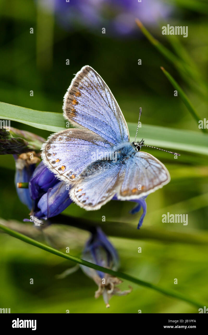 La mariposa azul común, Polyommatus icarus Foto de stock