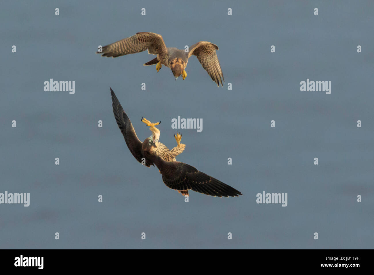 Dos jóvenes halcón peregrino (Falco peregrinus) volando sobre el mar, jugar a cazar Foto de stock