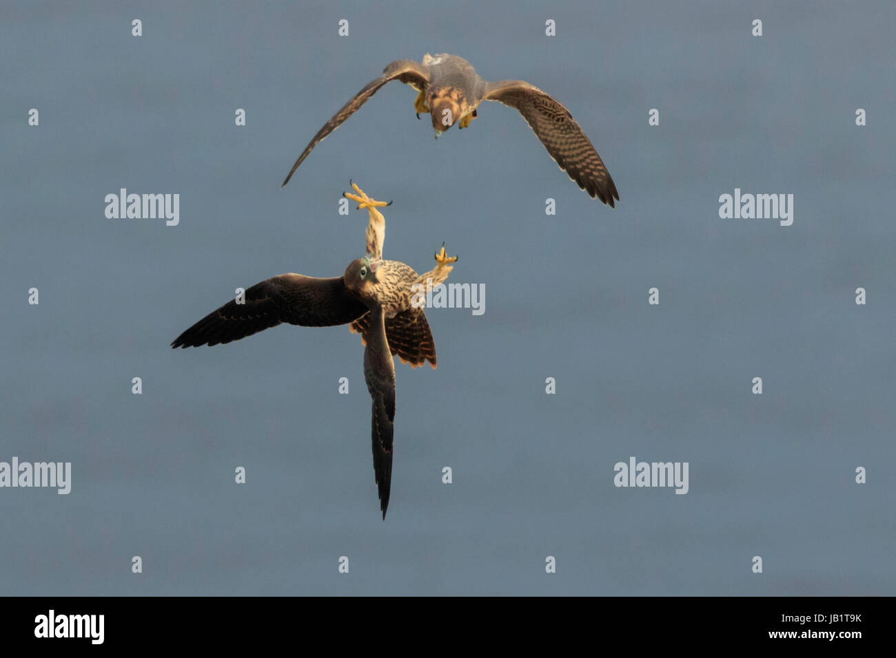 Dos jóvenes halcón peregrino (Falco peregrinus) volando sobre el mar, jugar a cazar Foto de stock