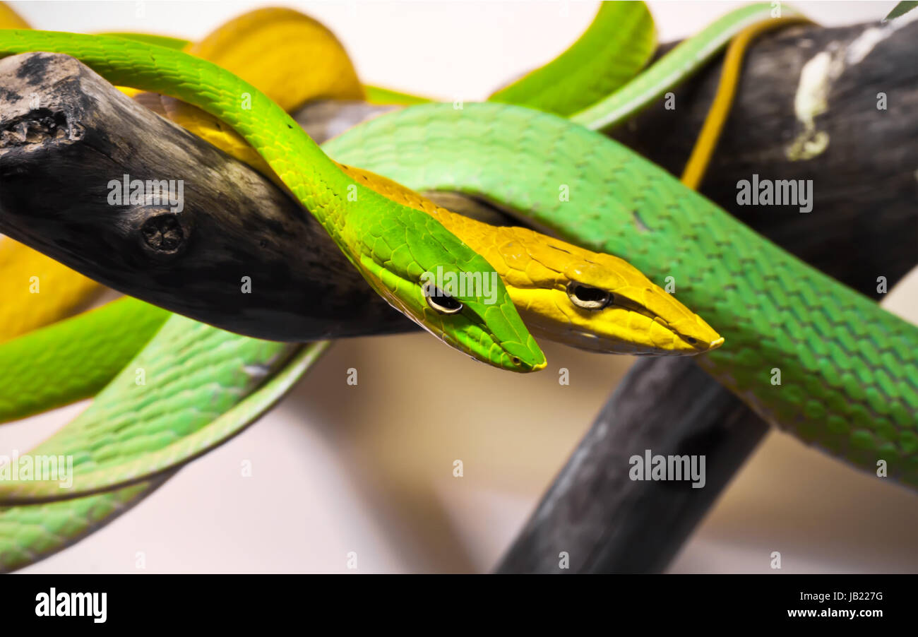 Hermosa foto cerca de Oxybelis serpientes Foto de stock