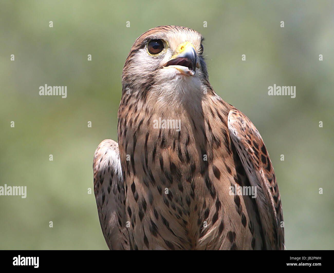 Primerísimo primer plano de una hembra Unión cernícalo (Falco tinnunculus). Foto de stock