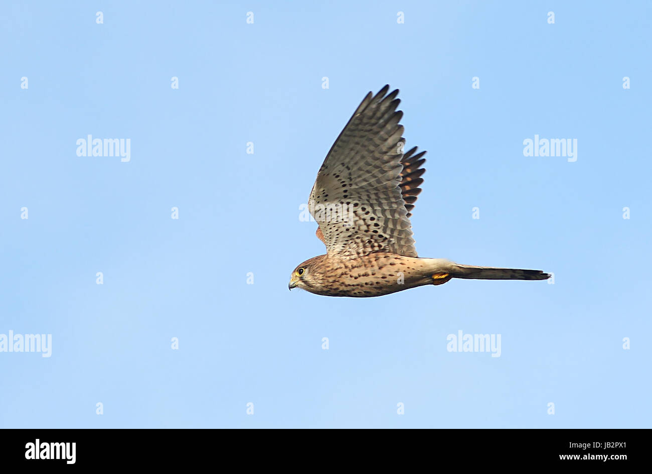 Caza Europeo femenino cernícalo (Falco tinnunculus) en vuelo. Foto de stock