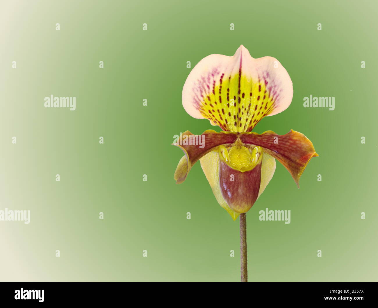Zapatilla de dama (orquídeas Paphiopedilum leeanum Fotografía de stock -  Alamy