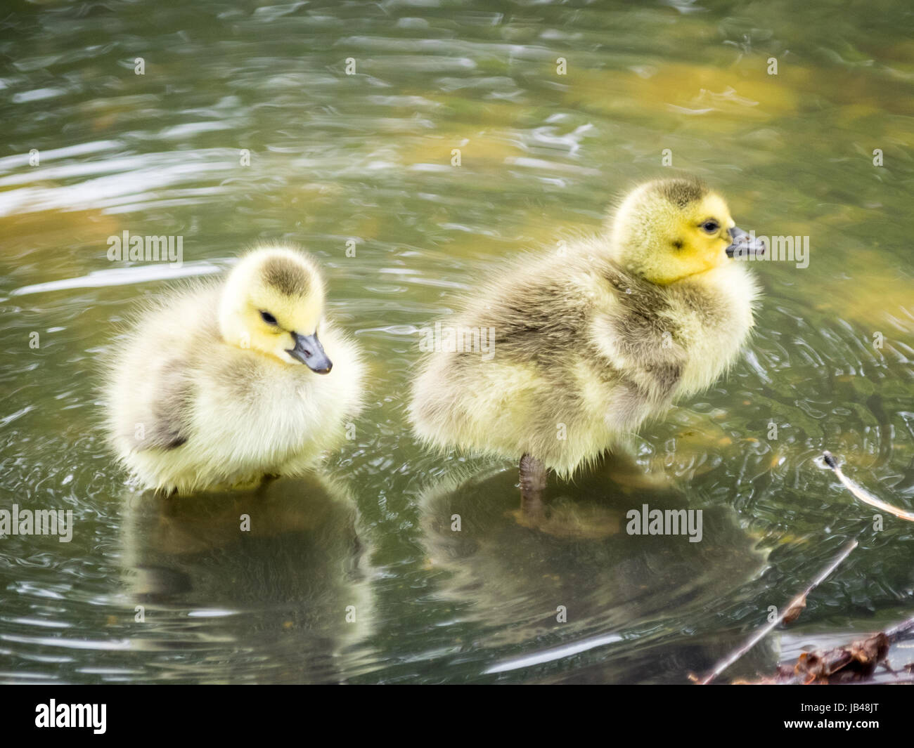 Recién nacido, día de edad, Canadá goose goslings vadeando en aguas poco profundas en el parque Century en Edmonton, Alberta, Canadá. Foto de stock