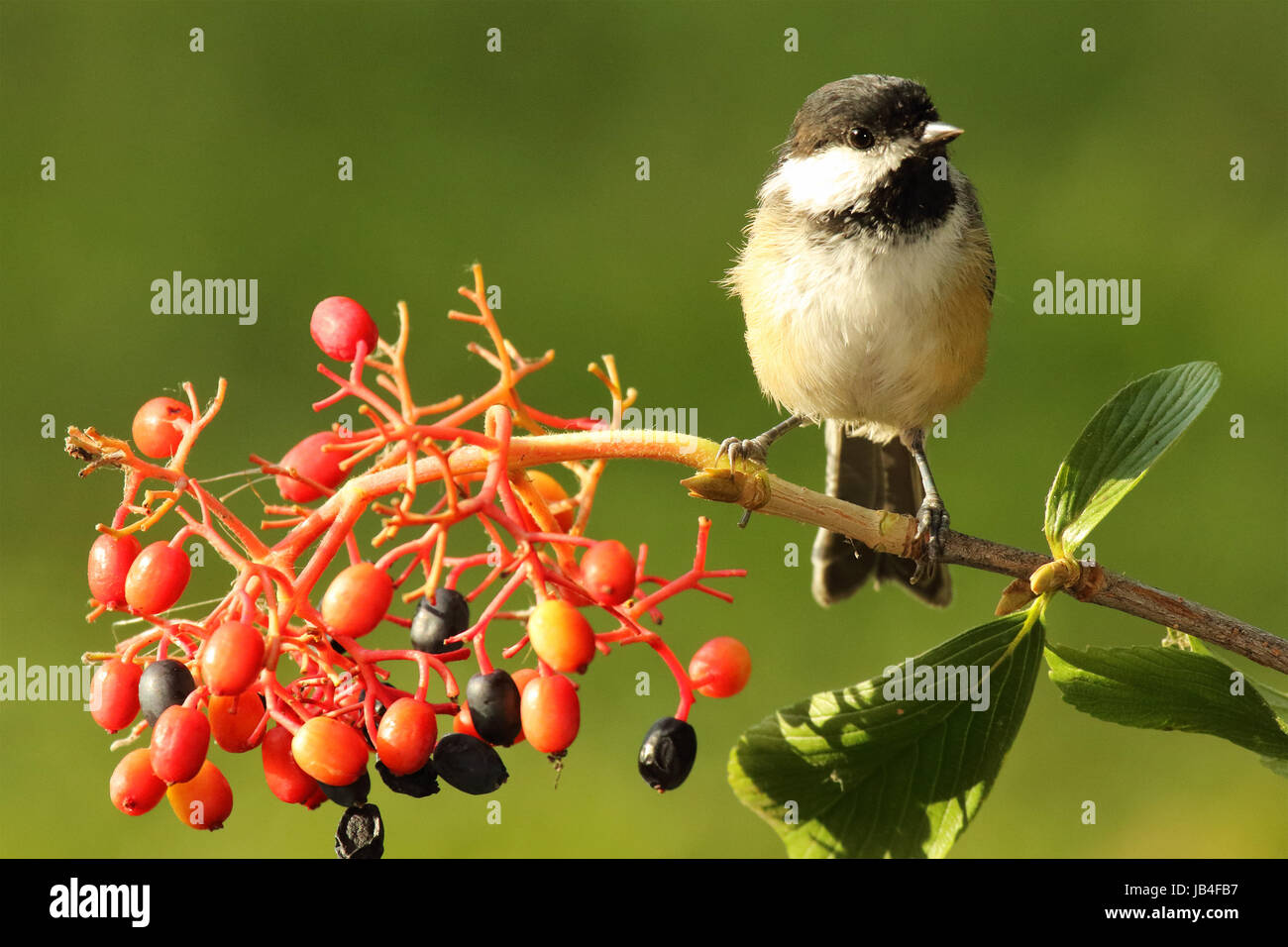 Un Black-capped Carbonero descansando entre Grosella brillante bayas durante finales del verano en los bosques del norte. Foto de stock