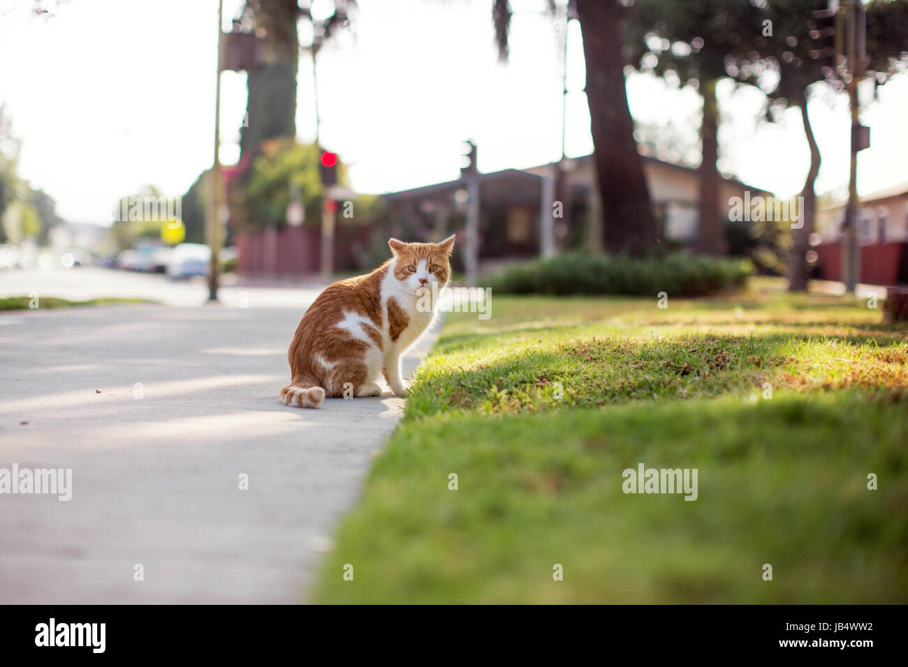 Un gato atigrado naranja en frente de una yarda mirando cautelosamente hacia la cámara telescópica, con las orejas. Foto de stock