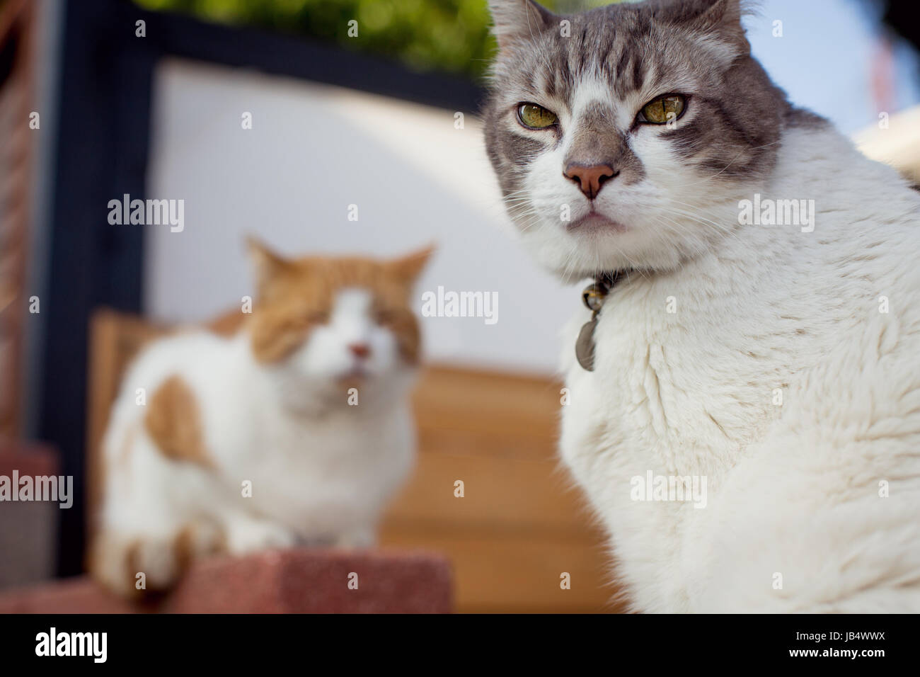 Un close-up de dos gatos en una zona residencial, un Miradas maliciosas en la cámara y el otro dichosamente asoleándose a sí mismo en el fondo. Foto de stock