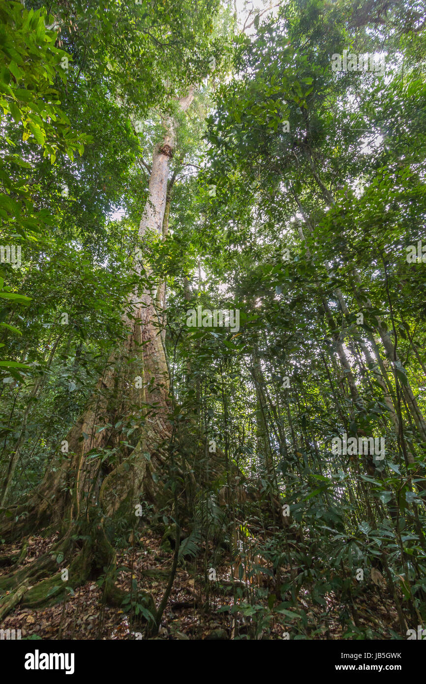 Rianforest tropical exuberante en ulu temburong national park en Brunei Foto de stock