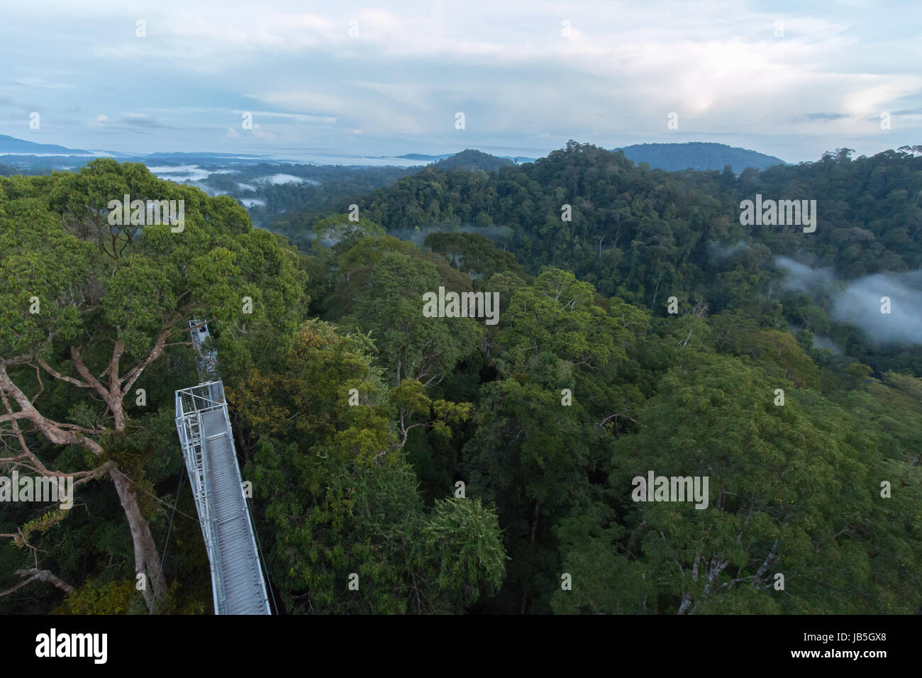 Rianforest tropical exuberante en Ulu Temburong National Park en Brunei Foto de stock