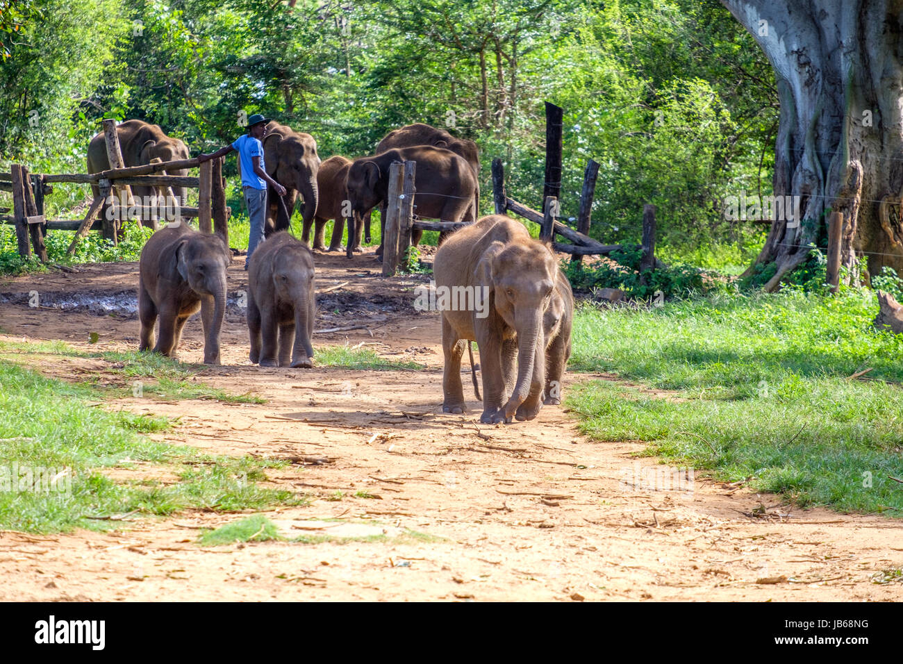 Los elefantes huérfanos en su camino a la alimentación en la Uda Walawe Elephant Transit Inicio, Sri Lanka Foto de stock
