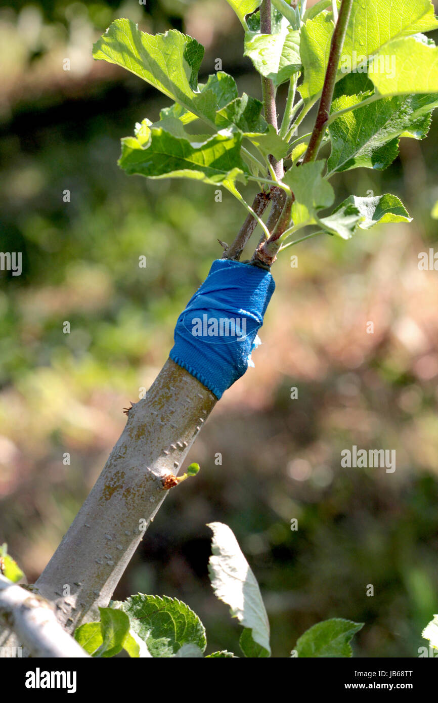 Injerto de arbol frutal fotografías e imágenes de alta resolución - Alamy