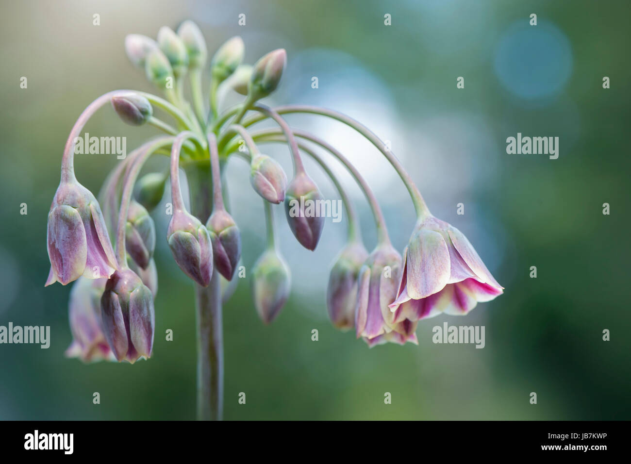 Imagen cercana de la floración verano Nectaroscordum Siculum Var