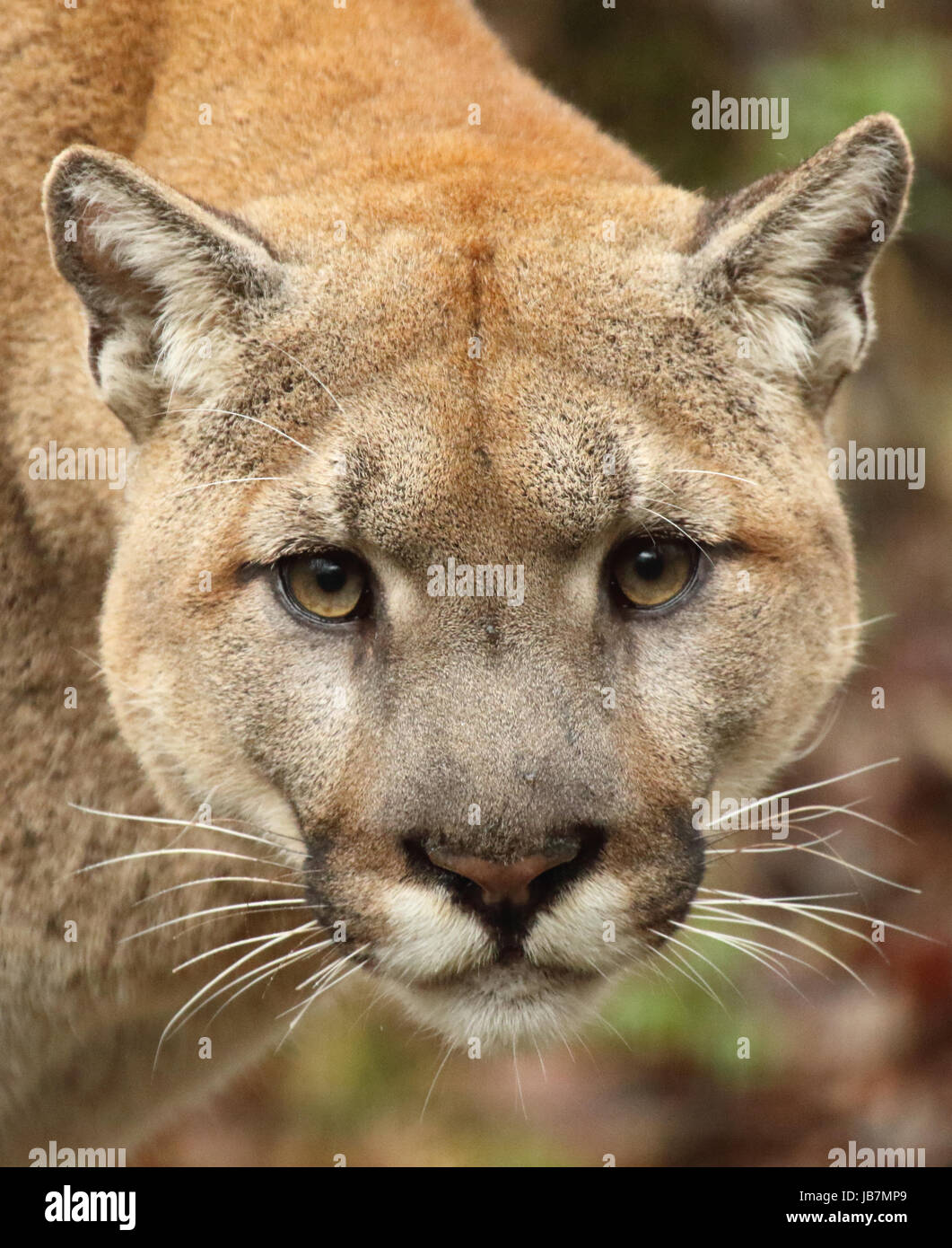 Cara de puma fotografías e imágenes de alta resolución - Alamy