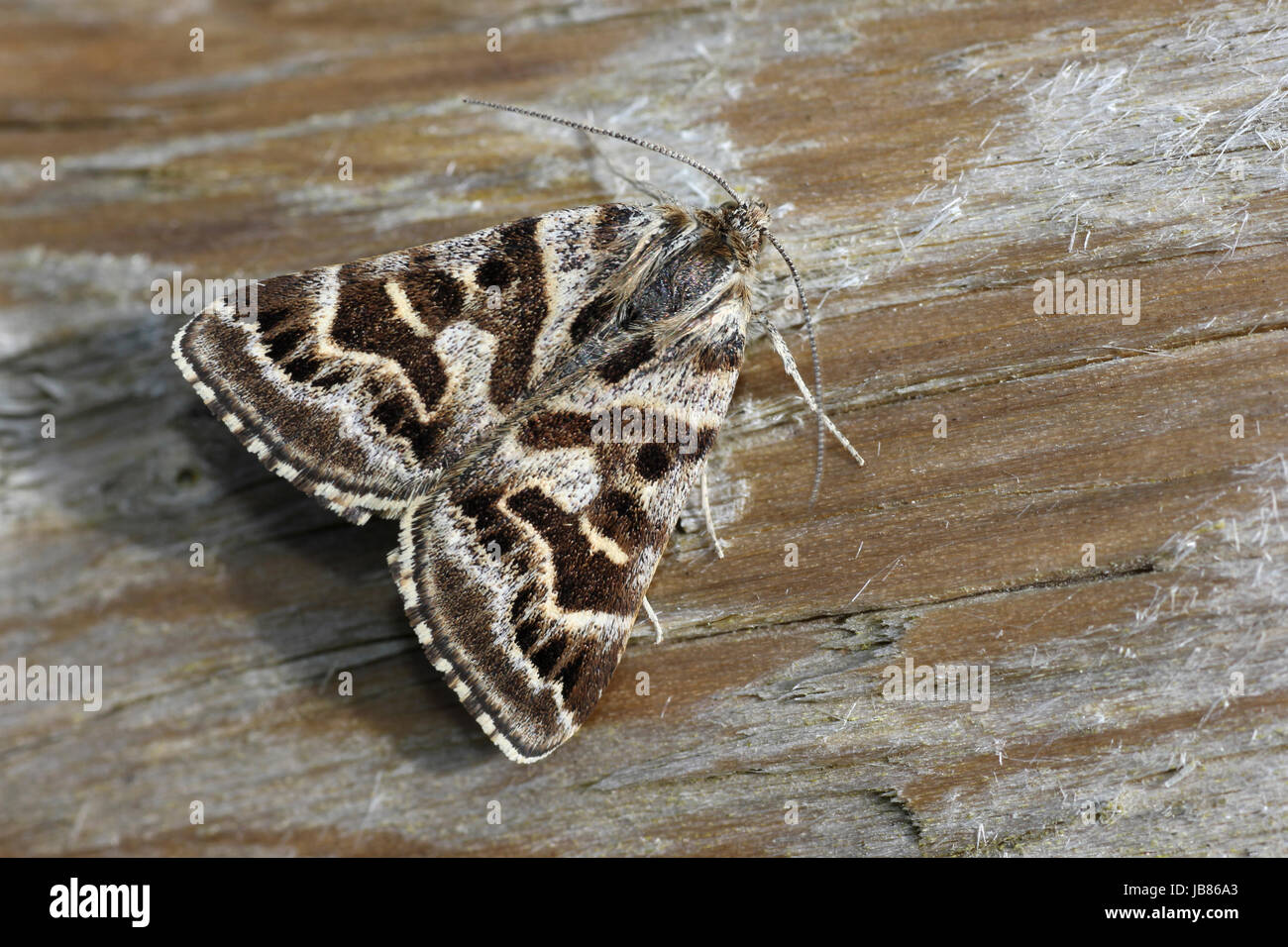 Madre Shipton Moth Callistege mi Foto de stock