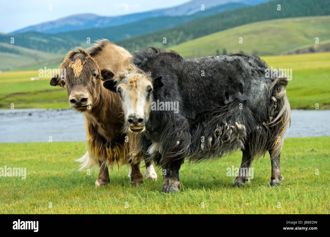 Dos Yaks (Bos mutus) con largos pelos, shaggy valle Orkhon, Khangai Nuruu Parque Nacional, Oevoerkhangai Aimag, Mongolia Foto de stock