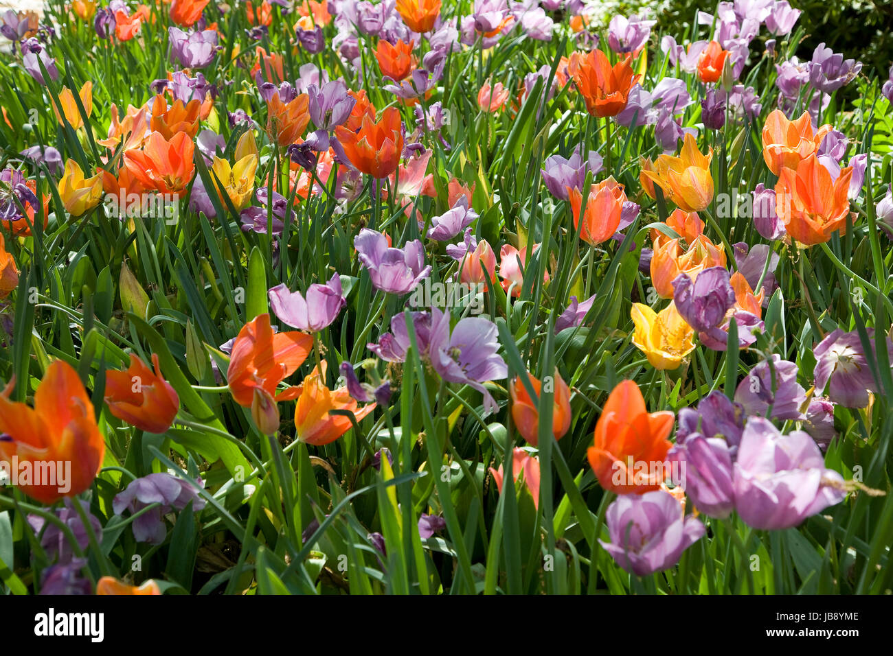 Flores de primavera en el Dallas Arboretum Foto de stock