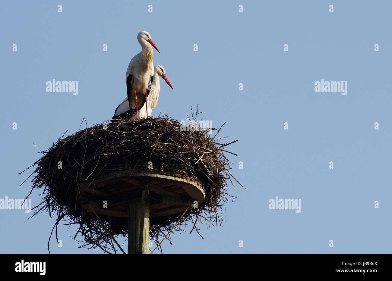 En Weißstorchpaar ihrem "Horst" Foto de stock