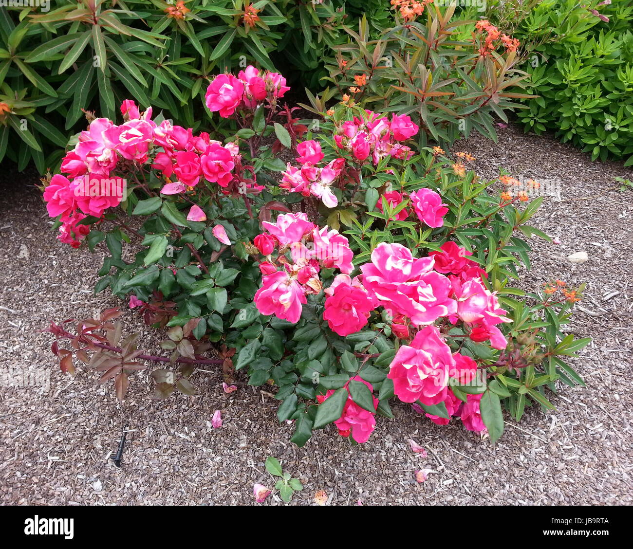 Rosa Brillante Rosal Foto de stock