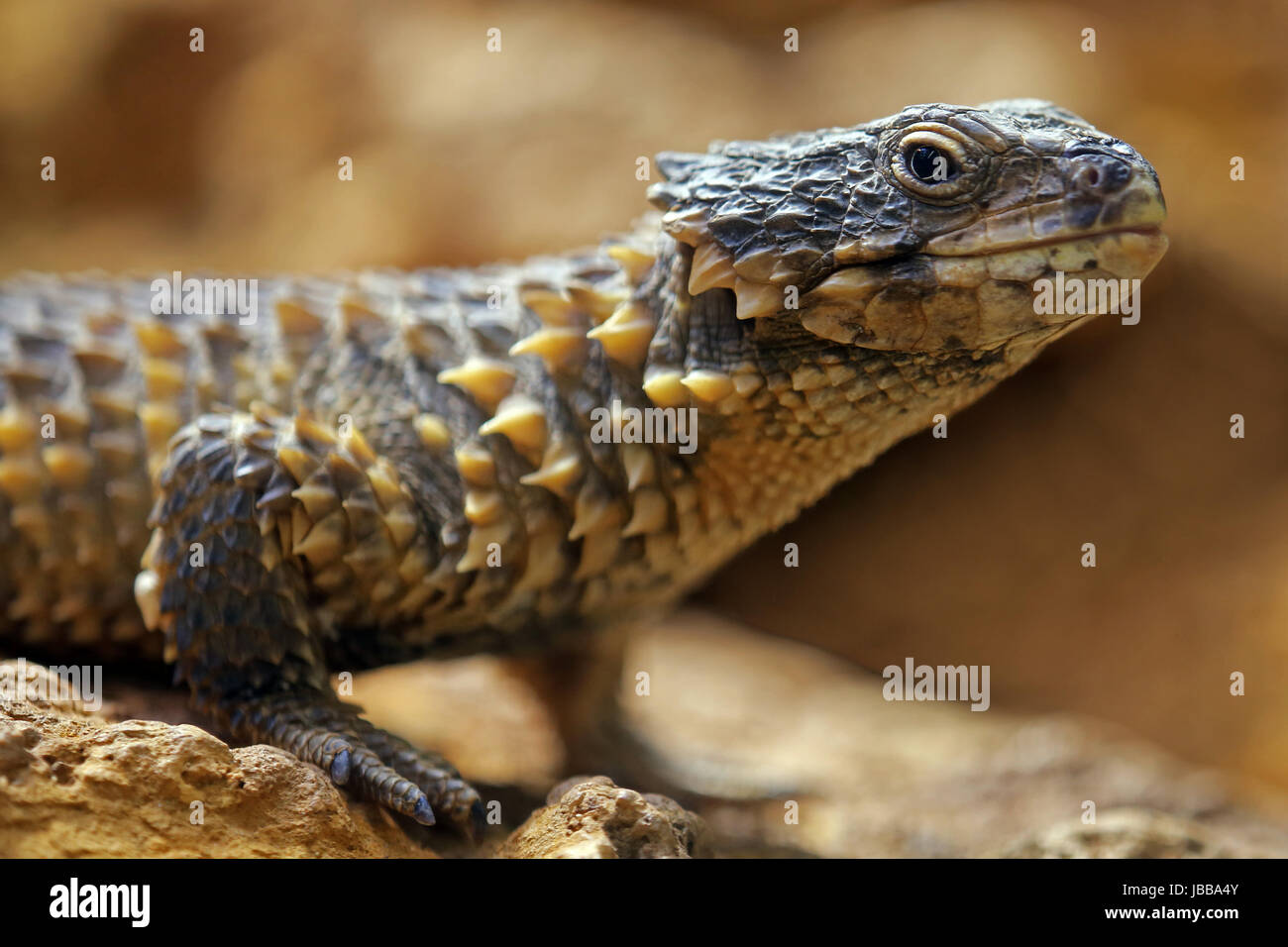 Smaug giganteus fotografías e imágenes de alta resolución Alamy