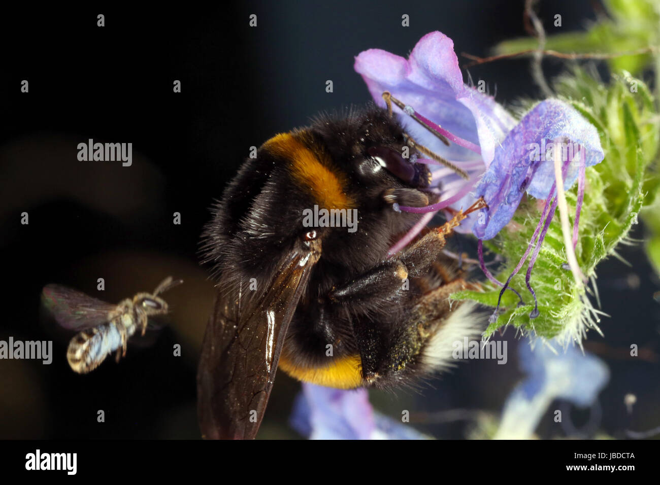 Berlín, Alemania, Tierra Bumblebee recoge el néctar de una flor violeta Foto de stock