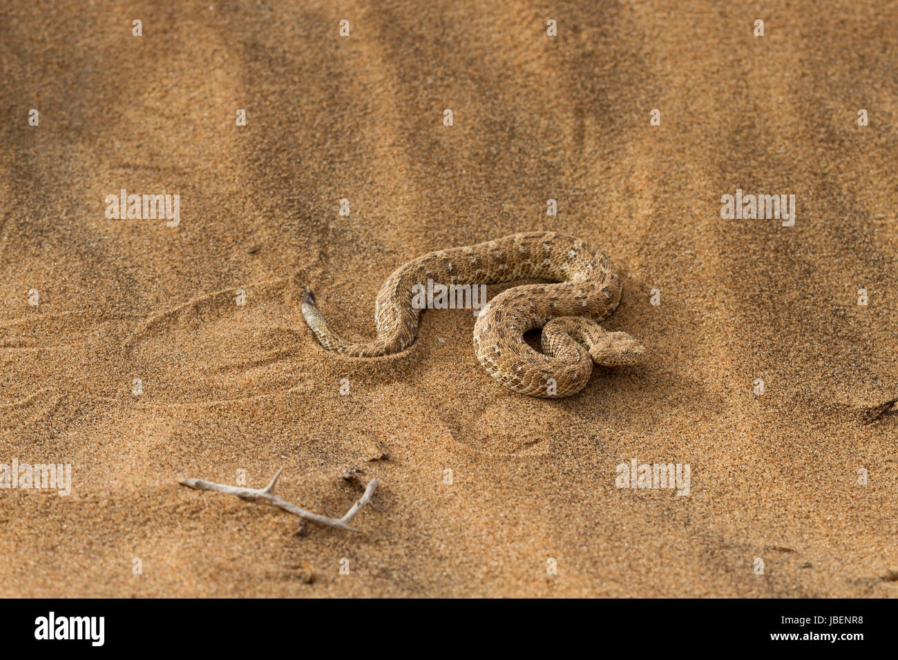 Sidewinder de la serpiente en el desierto de Namib, Namibia, Africa Foto de stock