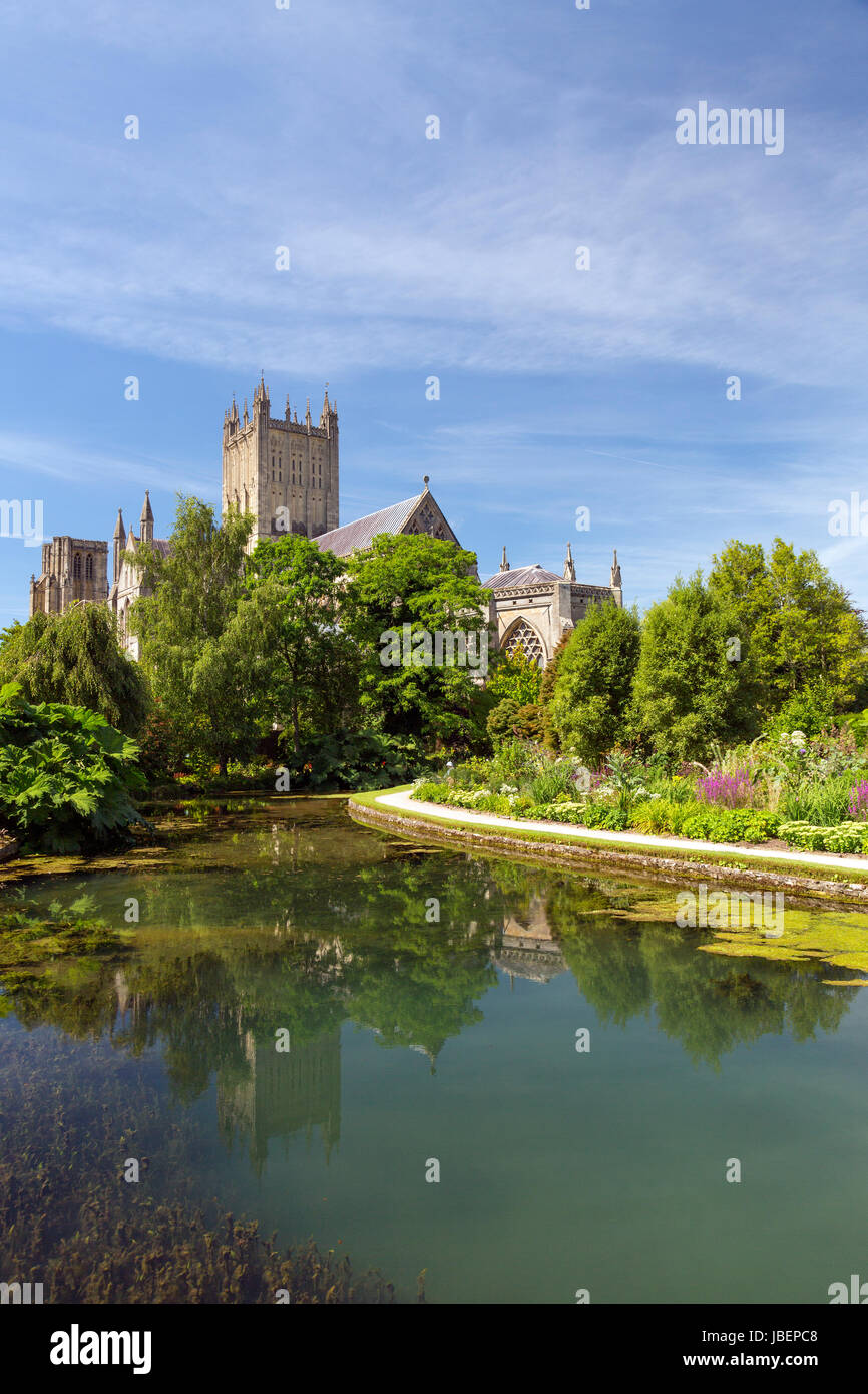 La catedral se refleja en las aguas de "los pozos" en Wells, Somerset, Inglaterra, Reino Unido. Foto de stock