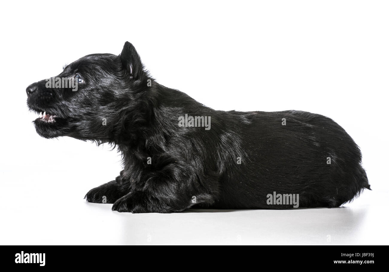 Perro ladrando - Scottish Terrier cachorro con la boca abierta ladrido  aislado sobre fondo blanco Fotografía de stock - Alamy