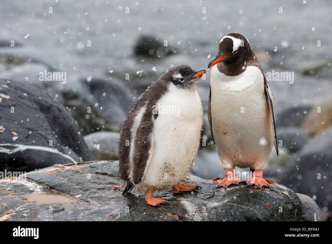Pingüinos y su chick en Dorian Bay, en la Antártida Foto de stock
