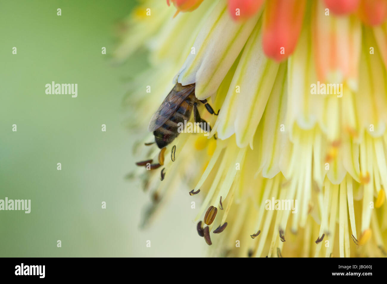Abeja de miel Apis mellifera en flor de póker rojo caliente Foto de stock