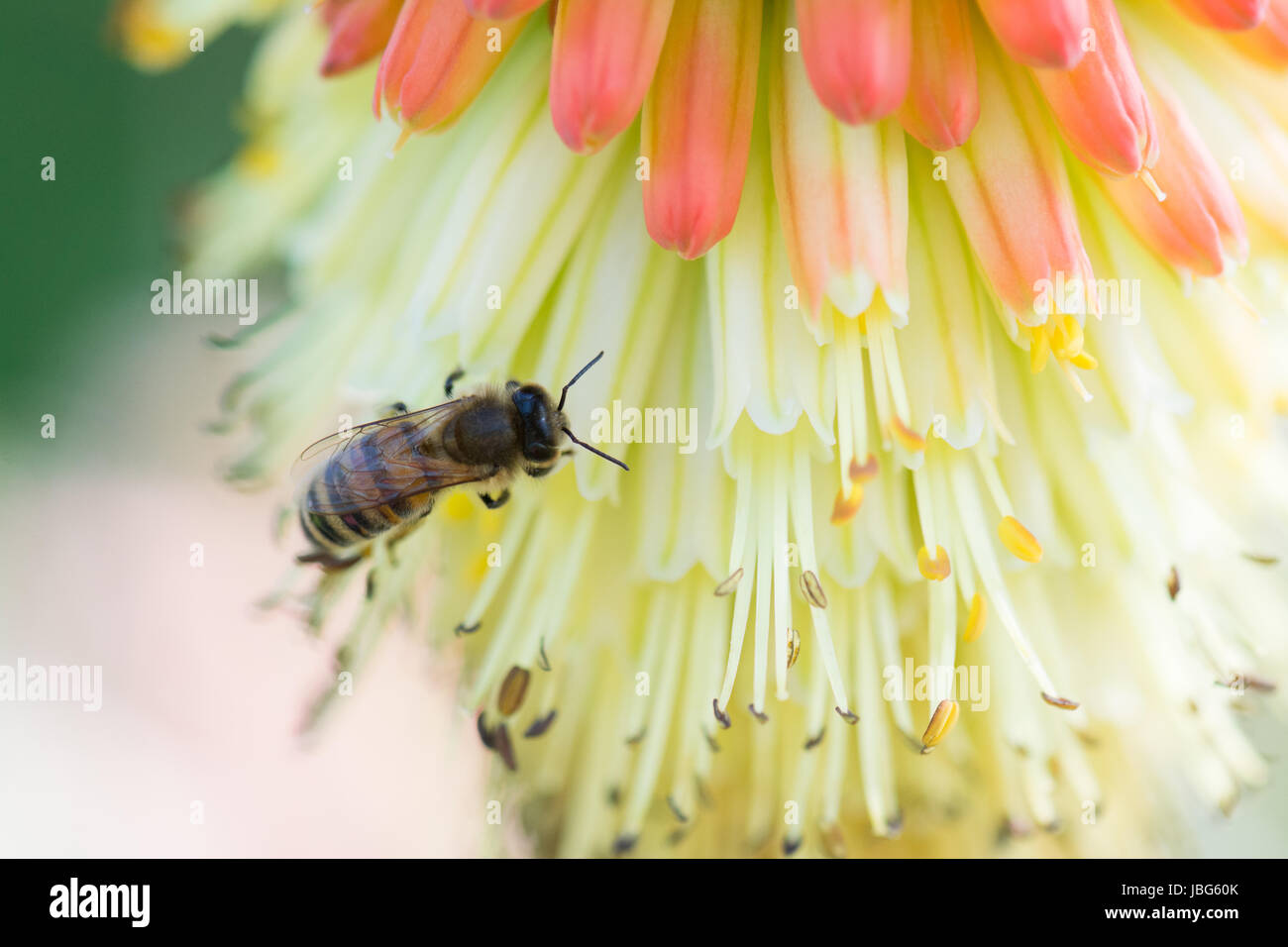 Abeja de miel Apis mellifera en flor de póker rojo caliente Foto de stock