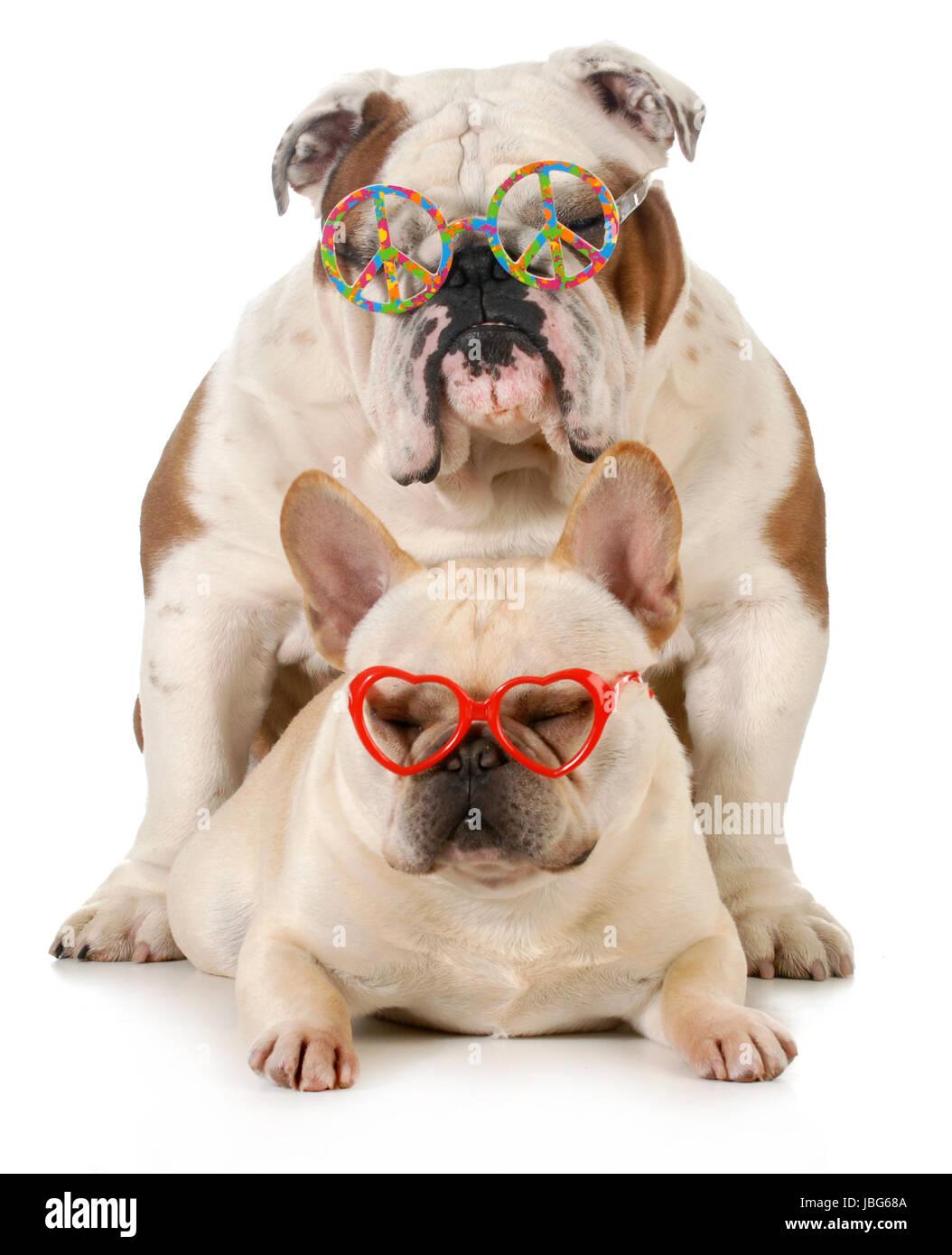 Cachorro amor - francés e inglés bulldogs llevar paz y amor gafas aislado sobre fondo blanco Fotografía de stock - Alamy Cachorro amor - francés e inglés bulldogs llevar paz y amor gafas aislado sobre fondo blanco Fotografía de stock - Alamy