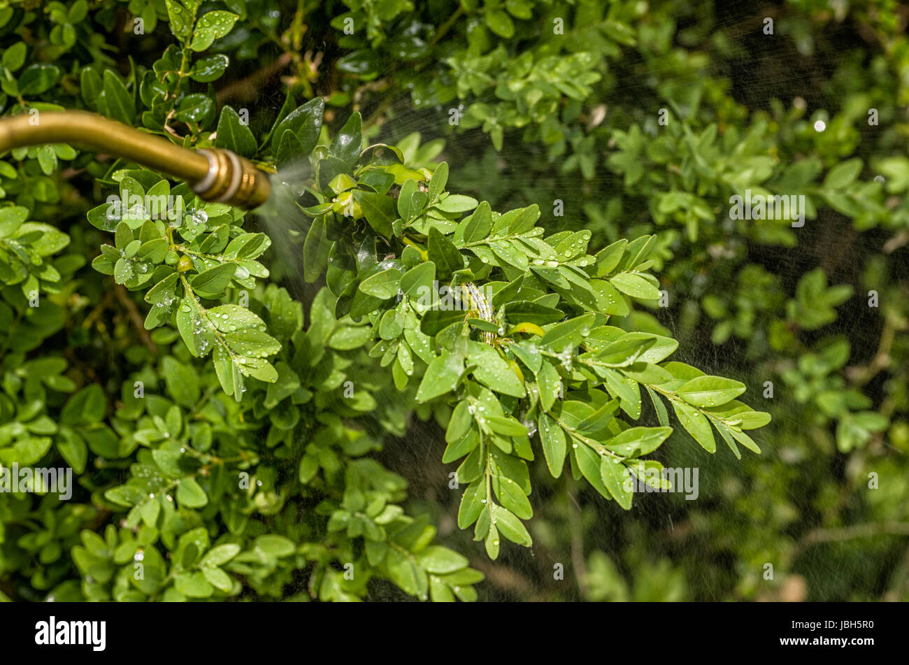 Buchsbaumzünsler wird mit Insektizid besprüht Foto de stock