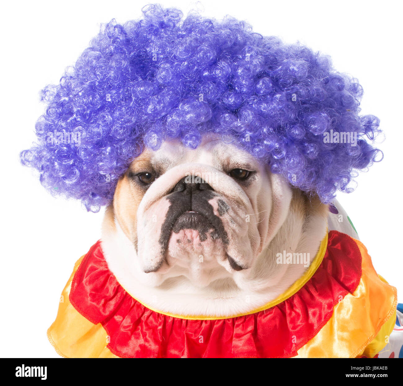 Perro payaso fotografías e imágenes de alta resolución - Alamy