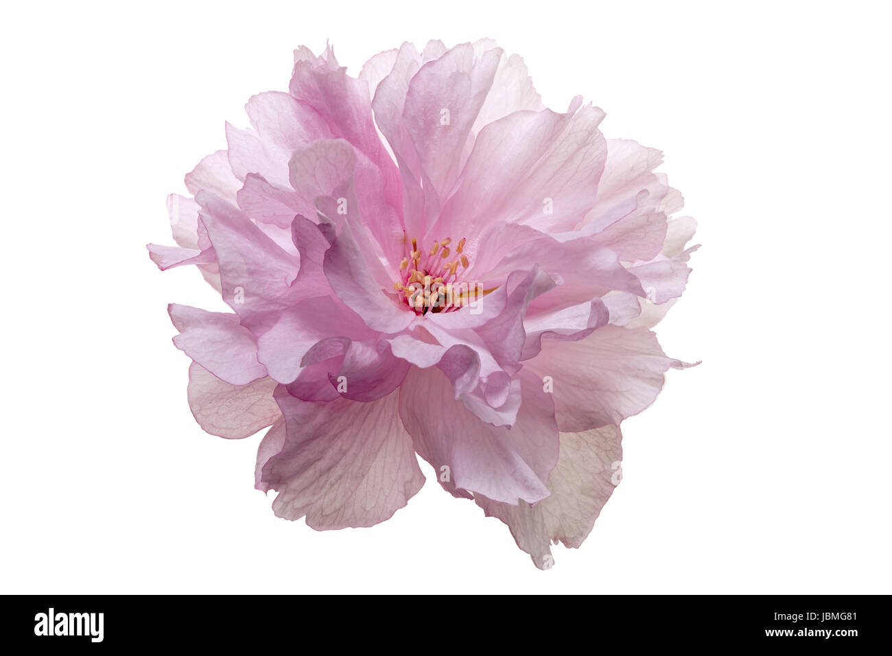 Flor de Cerezo japonés aislado Fotografía de stock - Alamy