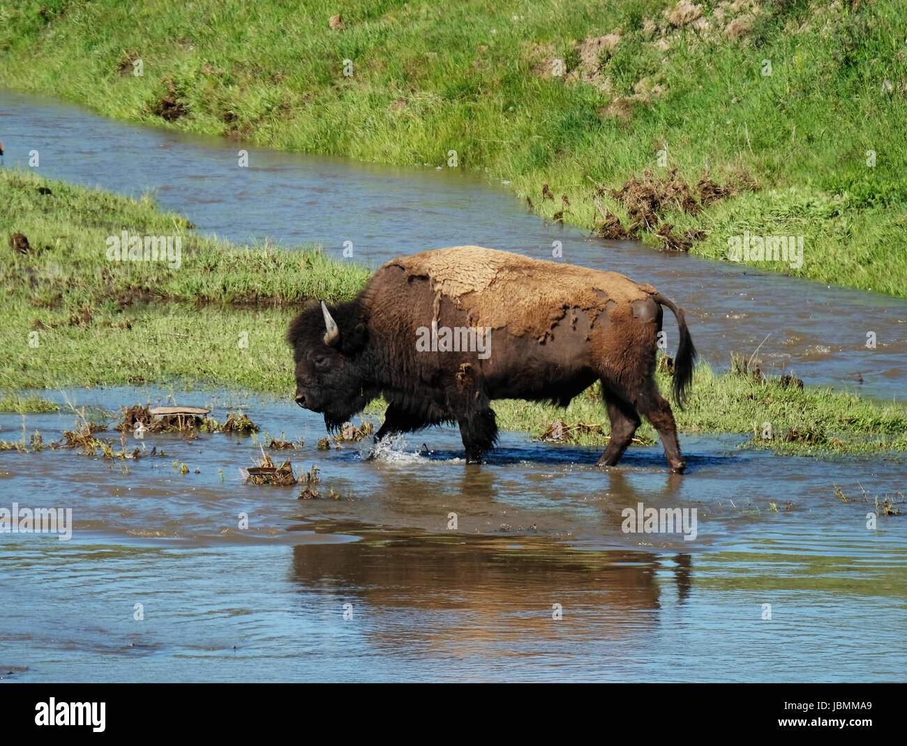 Un Bisonte bull vadeas mediante una corriente de río Lamar en el valle Lamar, el Parque Nacional Yellowstone, Wyoming, Estados Unidos. Foto de stock