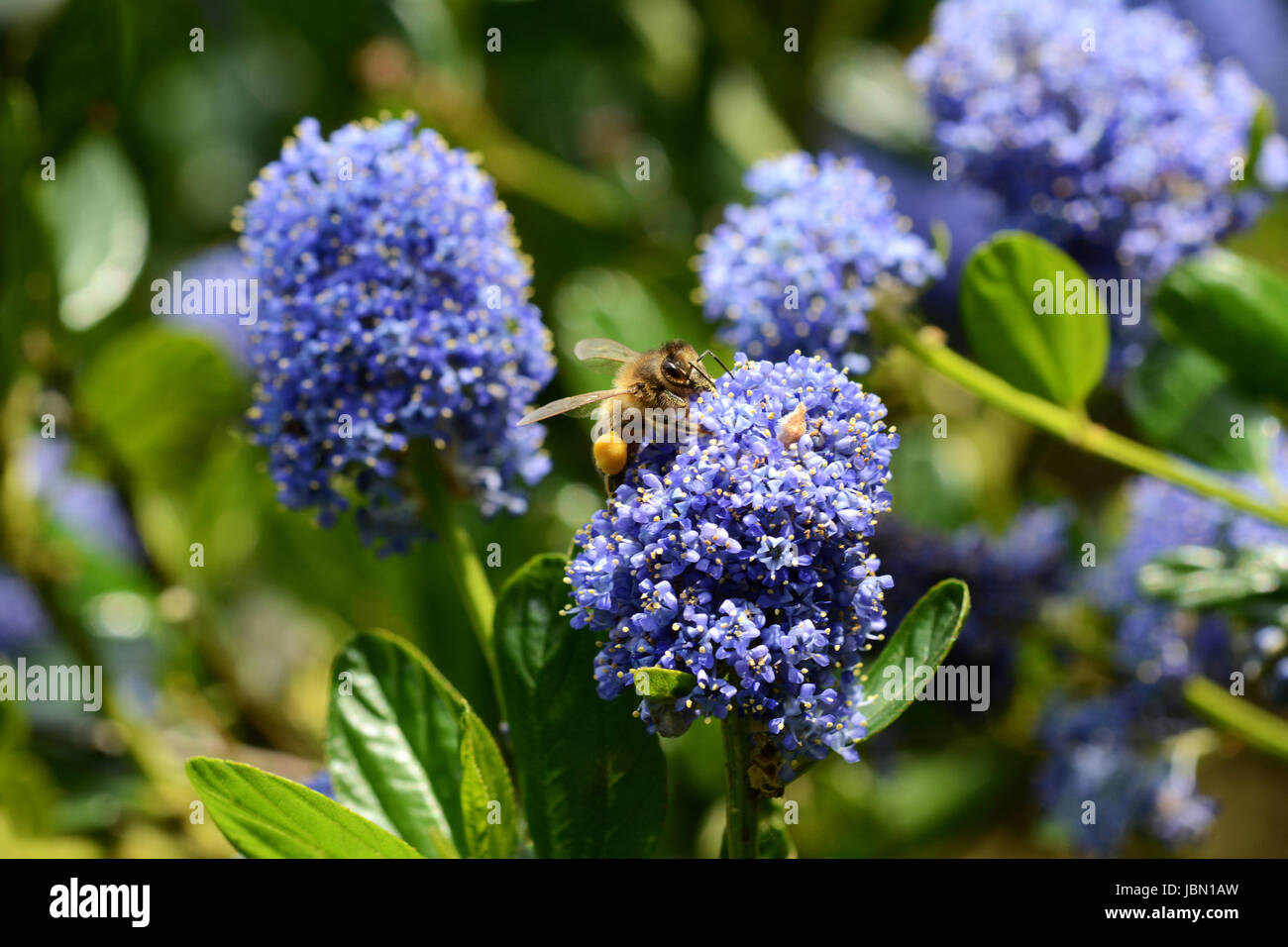 Macro de una abeja recogiendo polen de flores ceanothus azul Foto de stock