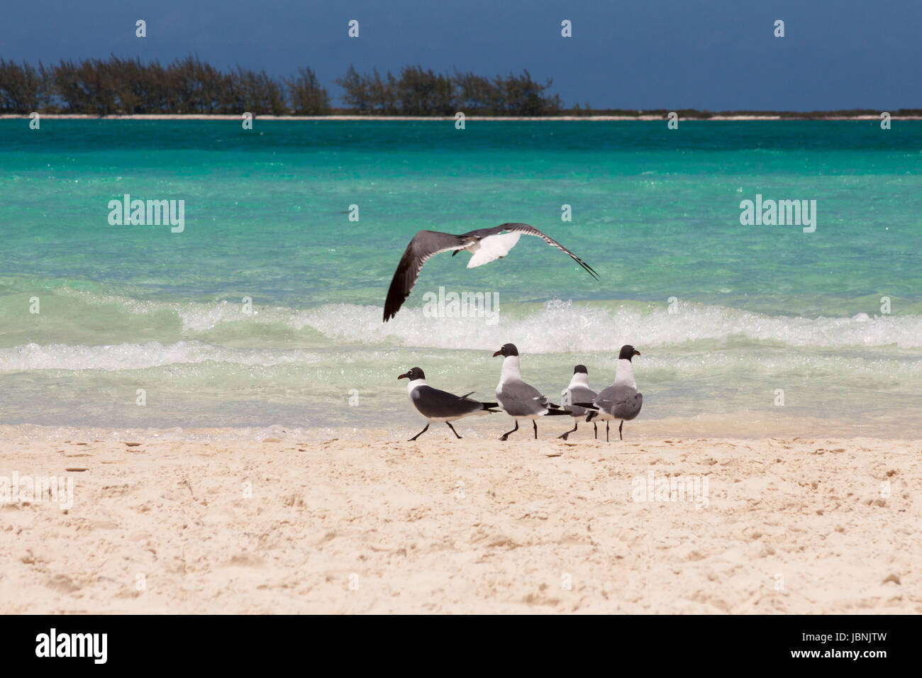 Las gaviotas en la playa Pilar, Cuba Fotografía de stock - Alamy