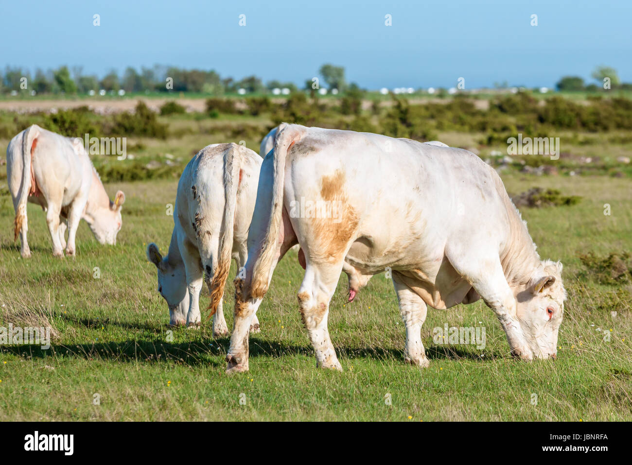 Beige dorados steer caminando con vaquillas en el árido paisaje. Foto de stock