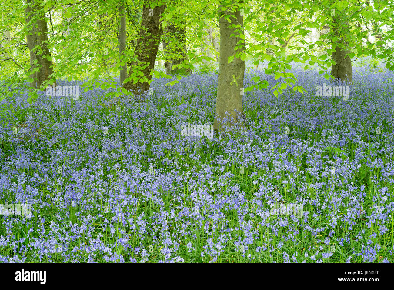 Bluebell woods, Northumberland Foto de stock