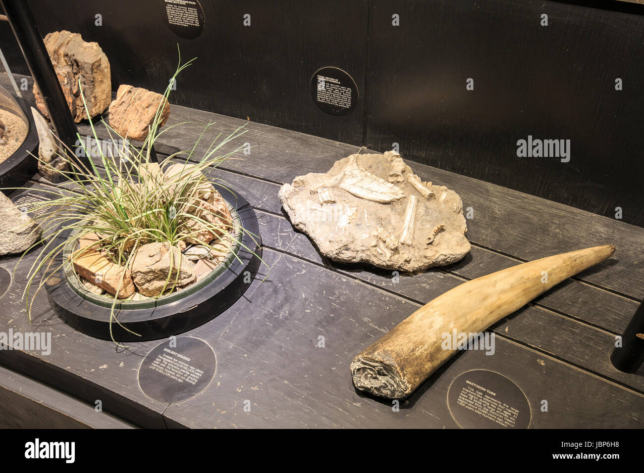 Exposición mostrando varios fósiles de Arizona-Sonora Desert Museum, incluyendo un colmillo de mastodonte. Foto de stock