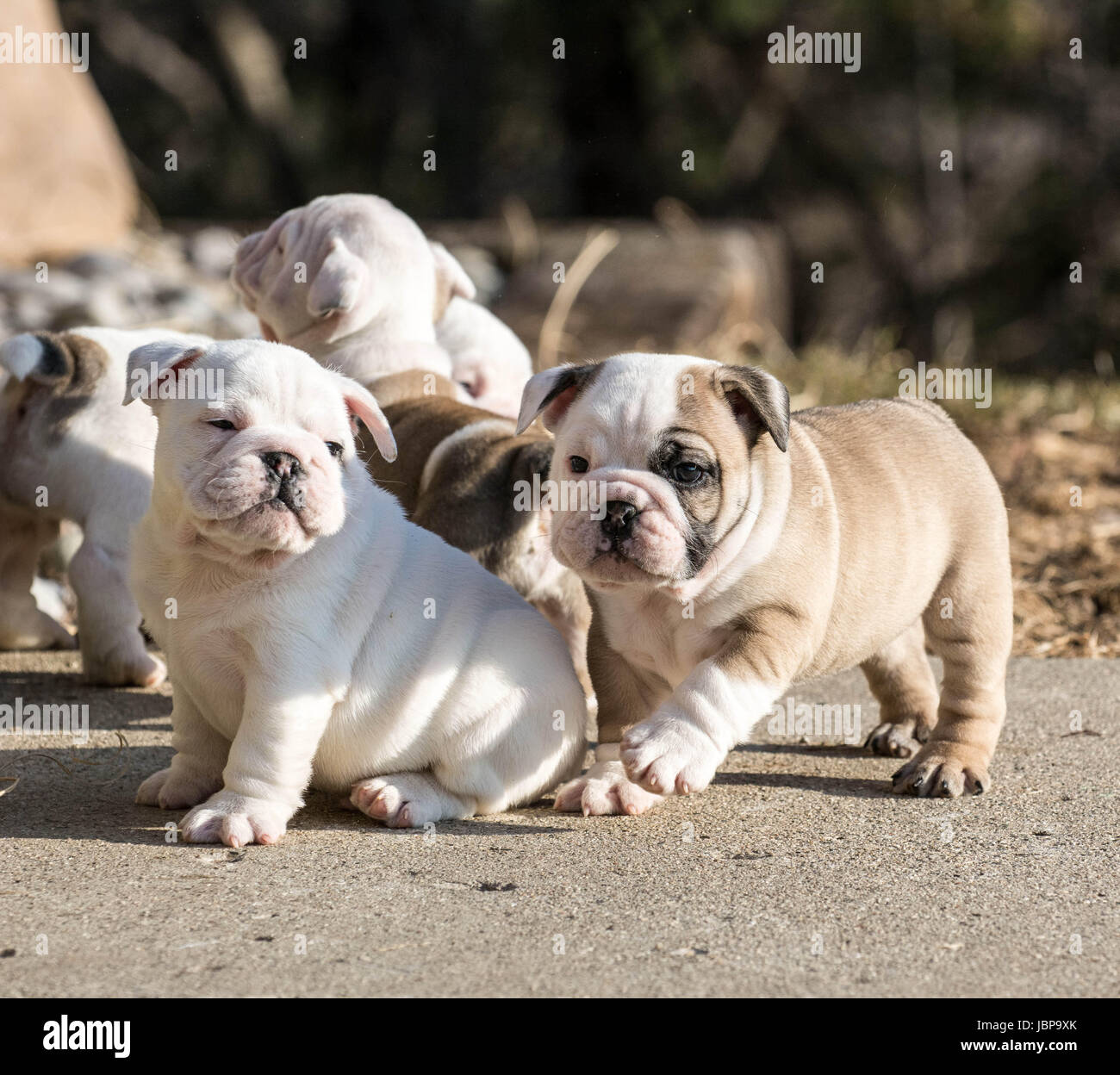 Cachorros jugando - Camada bulldog inglés fuera Fotografía de stock - Alamy