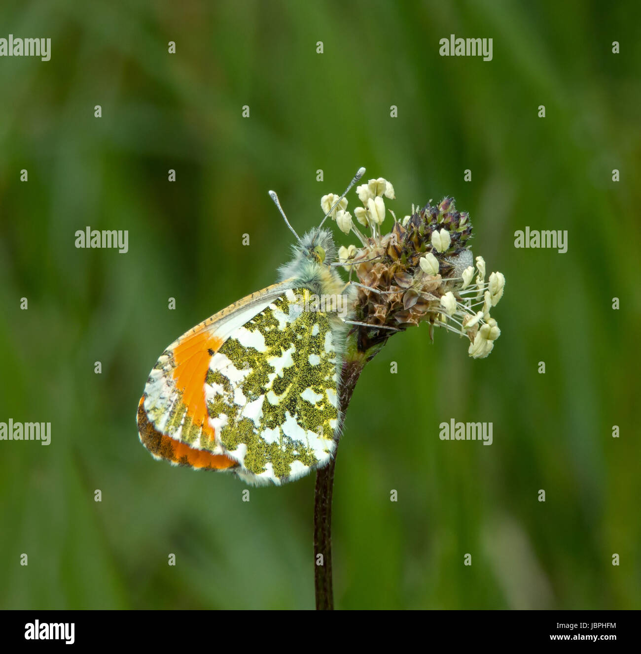 Macho naranja-punta descansando sobre la cabeza de la flor de mariposa Foto de stock