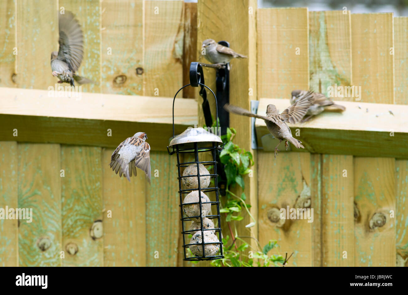 Brighton, Reino Unido. 12 de junio, 2017. Una bandada de Gorriones alimentando desde un comedero para pájaros en Brighton hoy durante el clima luminoso y ventilado. Gorriones han ido en declive en todo el Reino Unido en los últimos años por muchas razones, uno es el aumento de la depredación por gatos domésticos Credit: Simon Dack/Alamy Live News Foto de stock