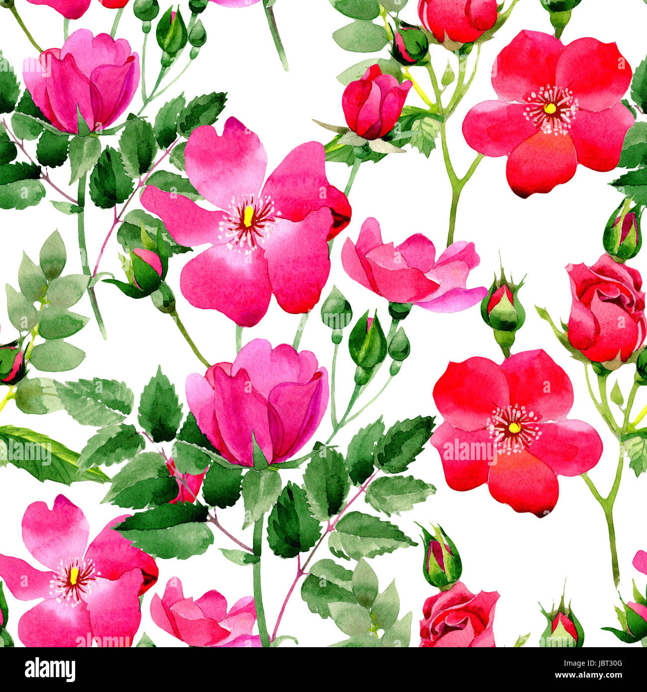 Patrón de flores rosas salvajes en un estilo de acuarela aislados. Nombre  completo de la planta: rosa arkansana. Aquarelle flores silvestres, textura  de fondo Fotografía de stock - Alamy