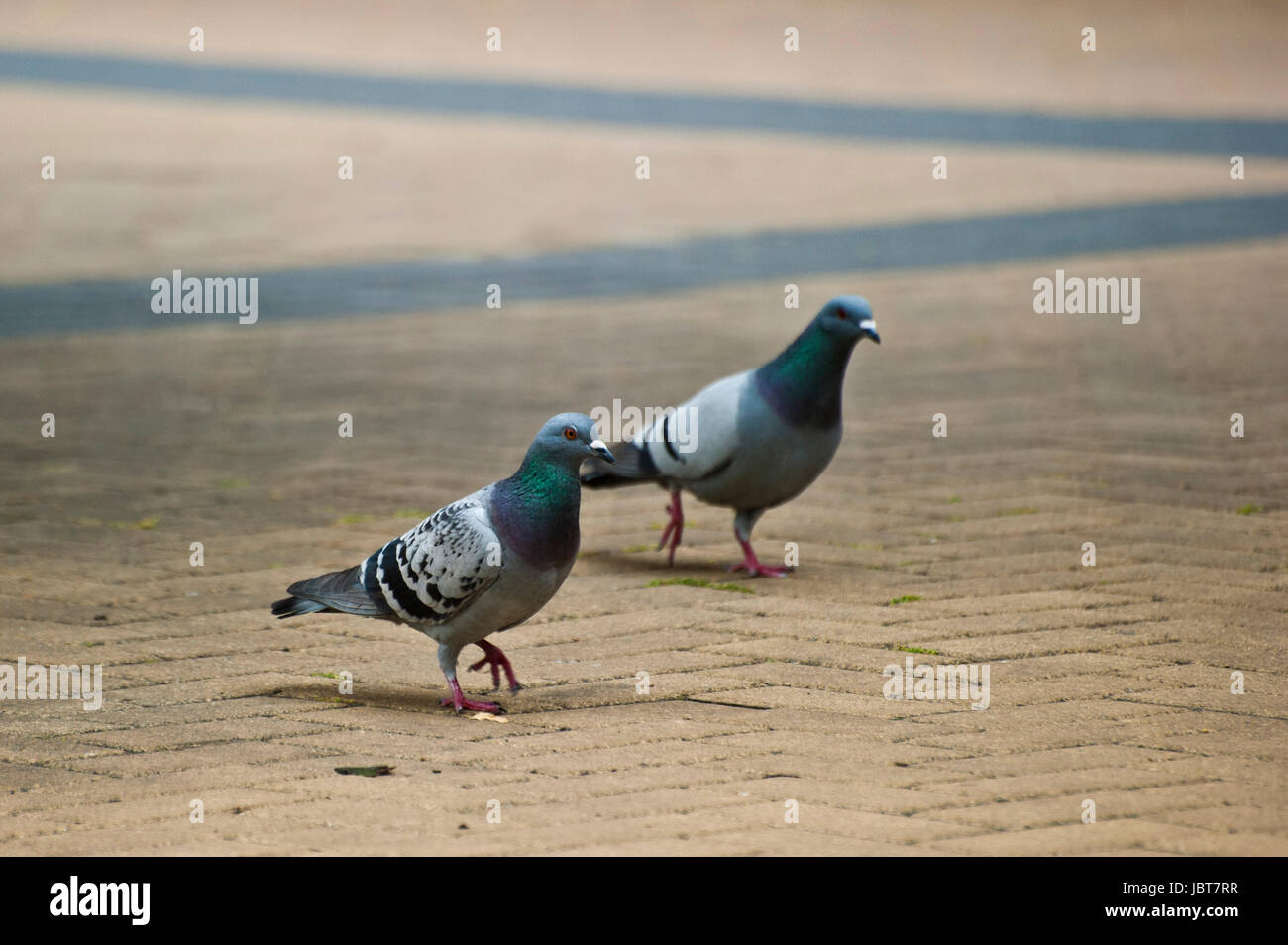 Dos palomas salvajes caminando Foto de stock