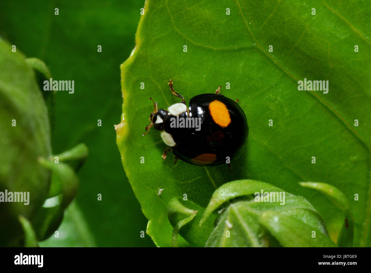 Bola nierenfleckiger ladybug - chilocorus renipustulatus Foto de stock