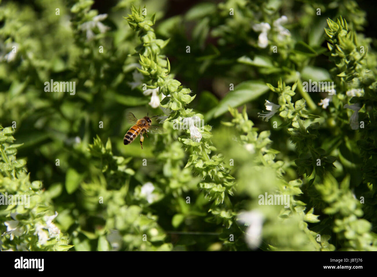 Macro (primer plano) de abeja volando alrededor de albahaca blanca flores tomada con una velocidad de obturación alta Foto de stock