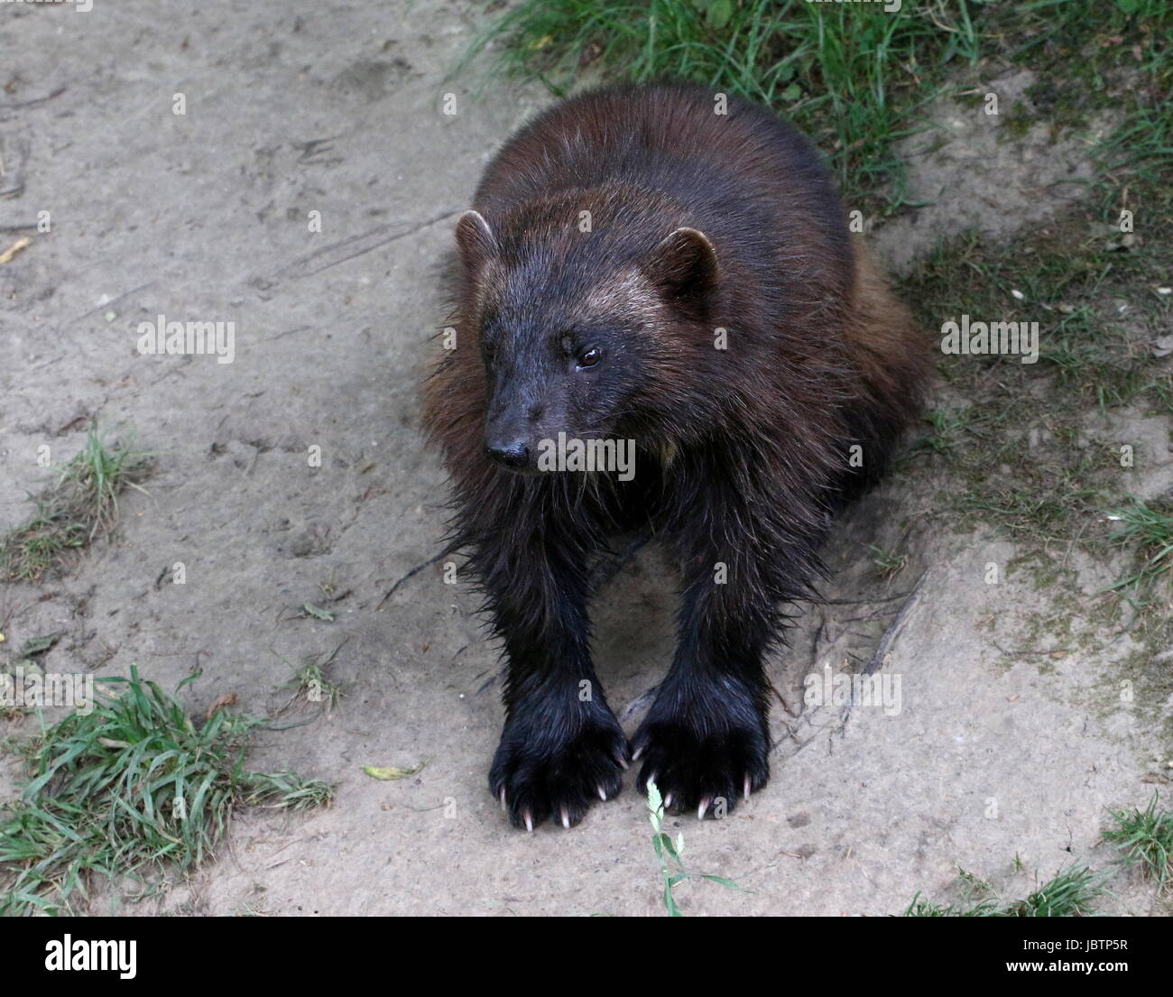 Norteamérica / macho Glotón (Gulo Gulo Eurasia) junto a sus madrigueras subterráneas. Foto de stock