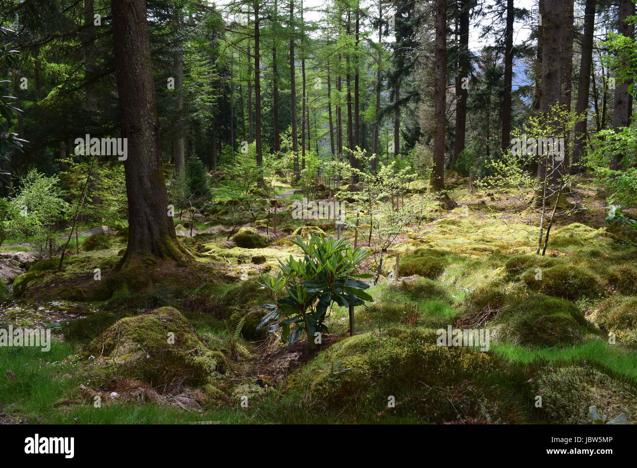 Manejo de bosques urbanos fotografías e imágenes de alta resolución Alamy