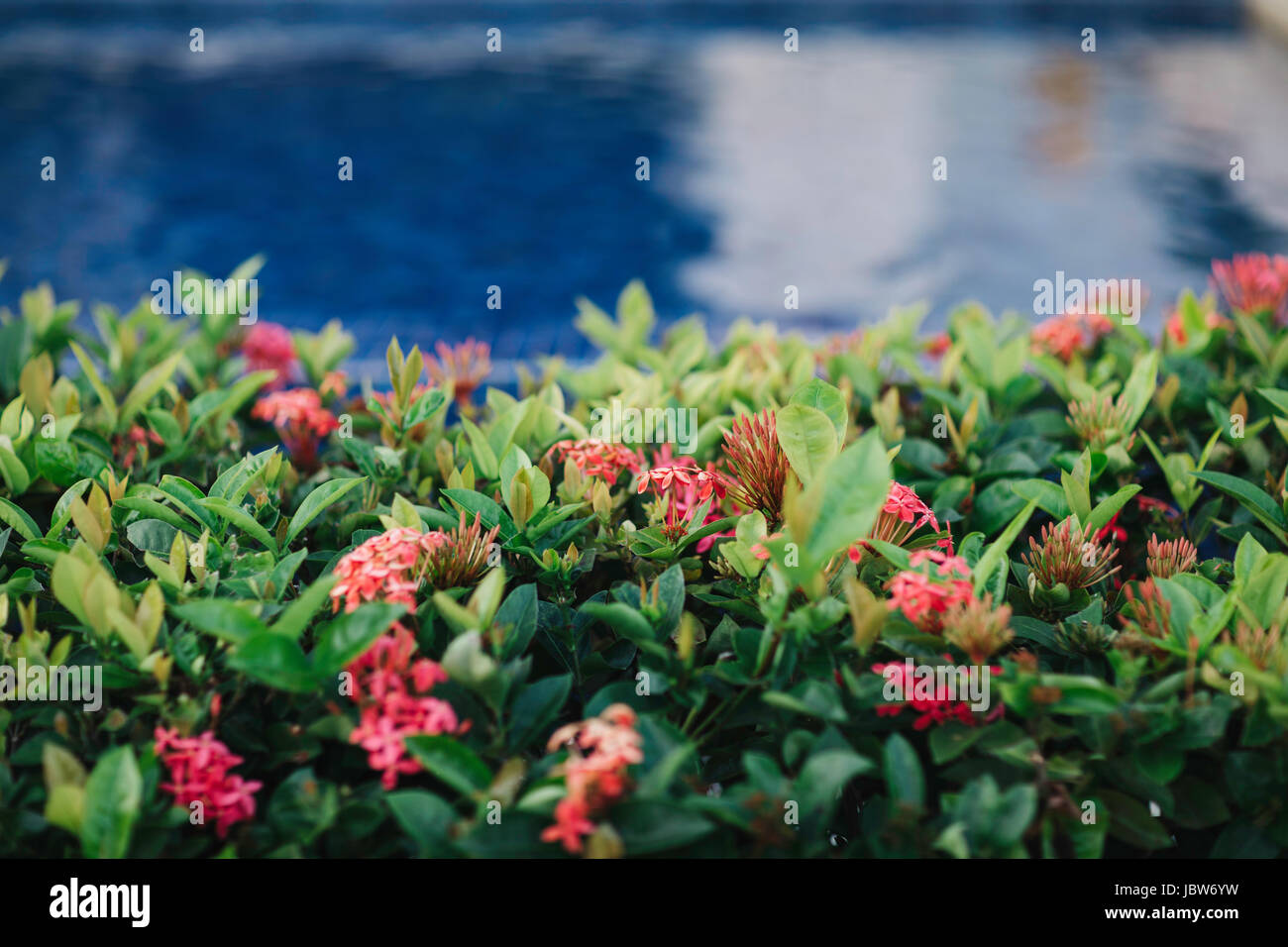 Planta con flores, Playa Bávaro, Punta Cana, República Dominicana Foto de stock